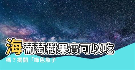 海葡萄樹果實可以吃嗎|海葡萄能直接吃嗎 海葡萄是什麼食物